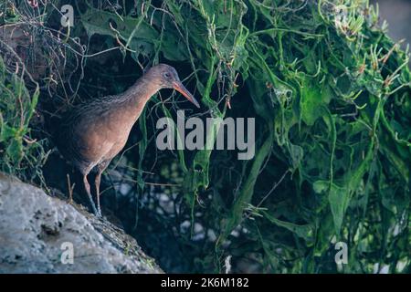 Ridgway's Rail (Rallus obsoletus) a threatened bird species found in the salt marsh habitat around San Francisco Bay in California. Stock Photo