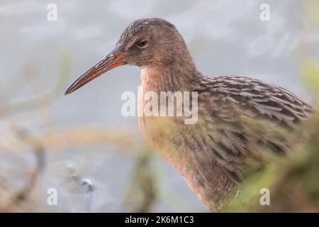 Ridgway's Rail (Rallus obsoletus) a threatened bird species found in the salt marsh habitat around San Francisco Bay in California. Stock Photo