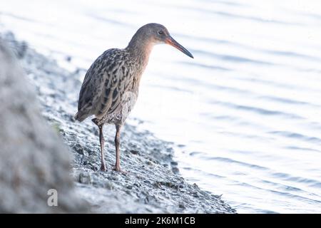 Ridgway's Rail (Rallus obsoletus) a threatened bird species found in the salt marsh habitat around San Francisco Bay in California. Stock Photo