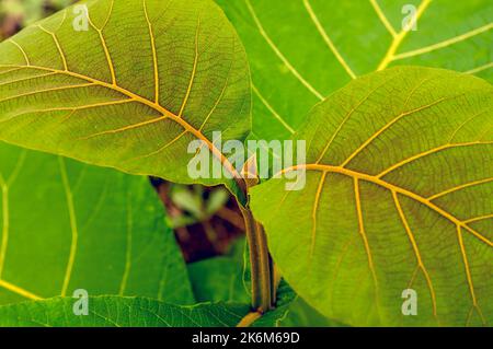 Two beautiful young leaves of the teak plant. Shallow focus Stock Photo