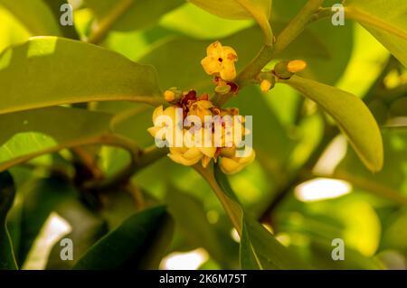 Indonesian dark wood, Ebony (Diospyros celebica) green leaves and flowers, selected focus Stock Photo