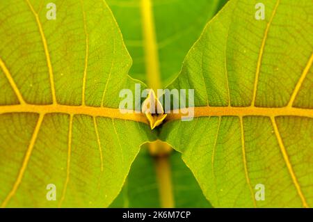Two beautiful young leaves of the teak plant. Shallow focus Stock Photo
