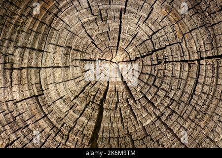 Wood rings of a tree, a texture showing the age and years of the tree Stock Photo
