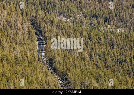 Highway through the huge pine forest, aerial view. Green trees and empty road. Stock Photo