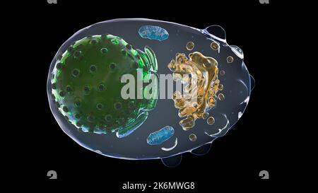 Plasma cell, illustration Stock Photo