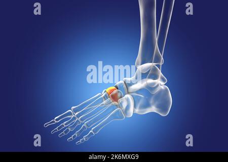 Intermediate cuneiform bone, illustration Stock Photo