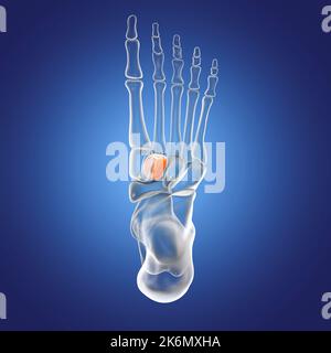 Intermediate cuneiform bone, illustration Stock Photo