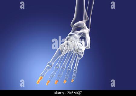 Distal phalange bones of the foot, illustration Stock Photo