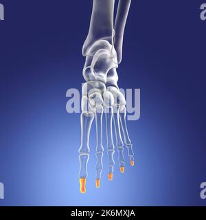 Distal phalange bones of the foot, illustration Stock Photo