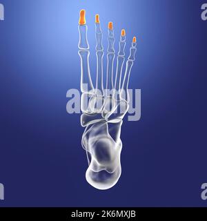 Distal phalange bones of the foot, illustration Stock Photo