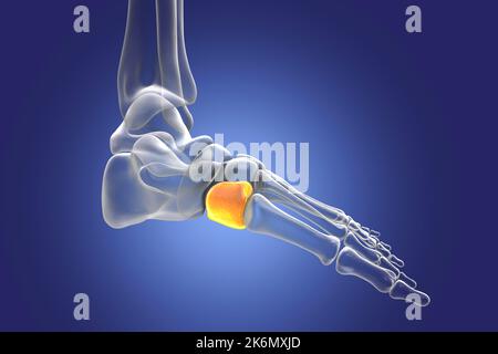 Medial cuneiform bone, illustration Stock Photo