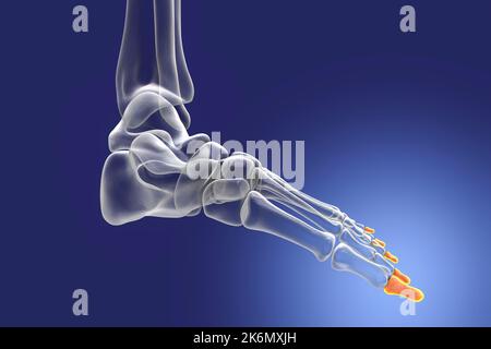 Distal phalange bones of the foot, illustration Stock Photo