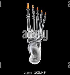 Distal phalange bones of the foot, illustration Stock Photo