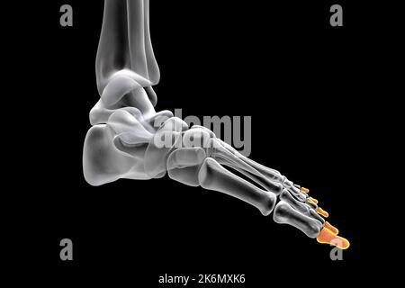 Distal phalange bones of the foot, illustration Stock Photo