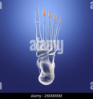 Middle phalange bones of the foot, illustration Stock Photo