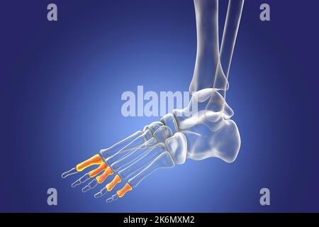 Proximal phalange bones of the foot, illustration Stock Photo