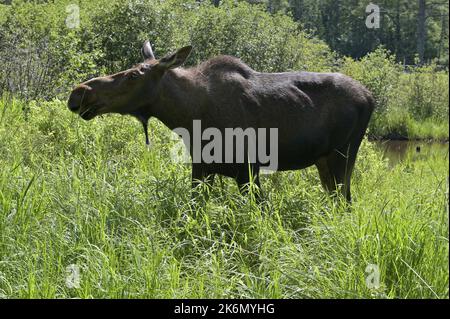 female moose in the forest Stock Photo
