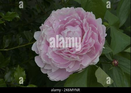 Pink peonies in the garden. Peony macro photo. Stock Photo