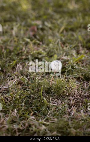 close up of one white dandelion flower on ground Stock Photo