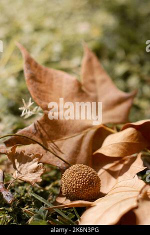 close up of chestnut in golden leaves on the ground Stock Photo