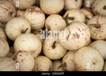 Autumn farmers market with mums and pumpkins Stock Photo