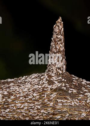 Citrus Snow Scale Insect of the species Unaspis citri Stock Photo