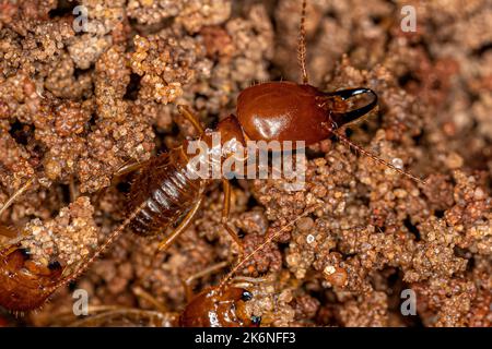 Adult Jawsnouted Termites of the species Syntermes nanus Stock Photo