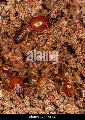 Adult Jawsnouted Termites of the species Syntermes nanus Stock Photo