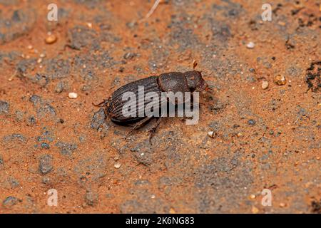 Adult Small Dung Beetle of the Subfamily Aphodiinae Stock Photo