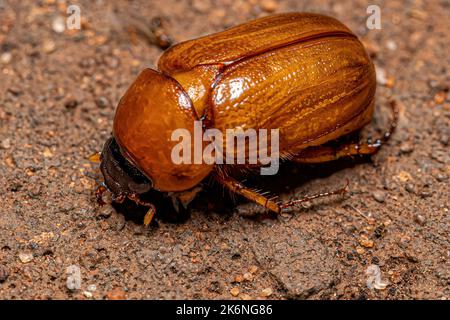 Adult Brown Scarab of the Family Scarabaeidae Stock Photo