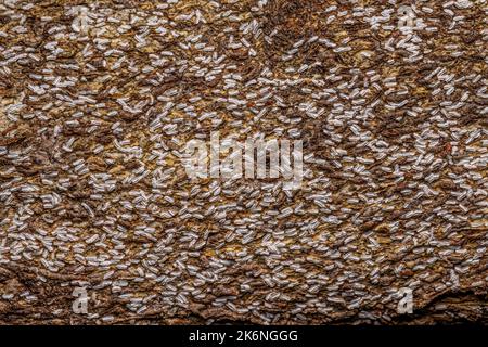 Citrus Snow Scale Insect of the species Unaspis citri Stock Photo