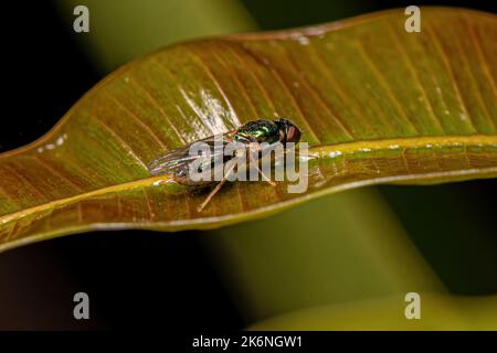 Adult Soldier Fly of the Subfamily Sarginae Stock Photo