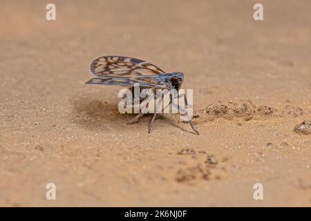 Adult Small Planthopper of the Family Cixiidae Stock Photo