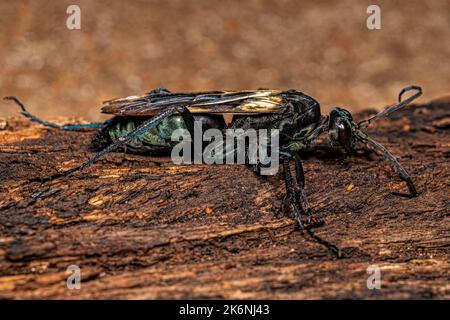 Adult Tarantula hawk Wasp of the Genus Pepsis Stock Photo