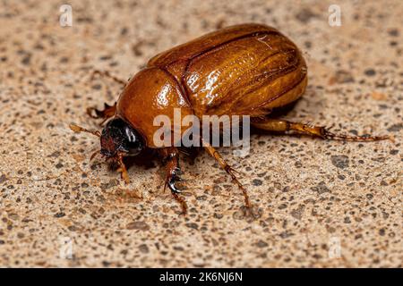 Adult Brown Scarab of the Family Scarabaeidae Stock Photo