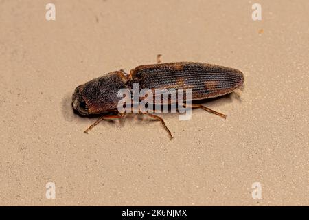 Adult Click Beetle of the Family Elateridae Stock Photo