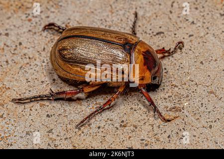 Adult Brown Scarab of the Family Scarabaeidae Stock Photo