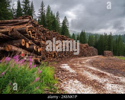 A long stack of sawn tree trunks for firewood in the Dolomite forests Stock Photo