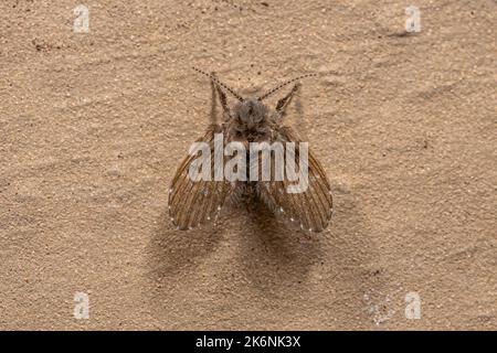 Adult Bathroom Moth Midge of the species Clogmia albipunctata Stock Photo