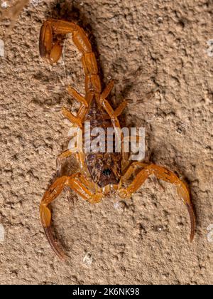 Small Female Brazilian Yellow Scorpion of the species Tityus serrulatus Stock Photo