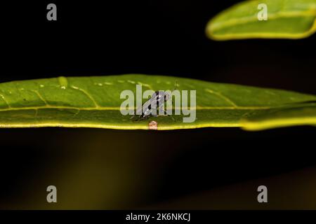 Small Adult Nematoceran Fly of the Suborder Nematocera Stock Photo