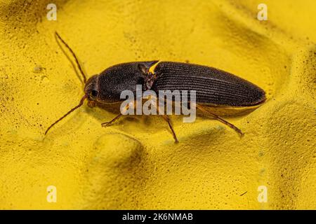Adult Click Beetle of the Family Elateridae Stock Photo