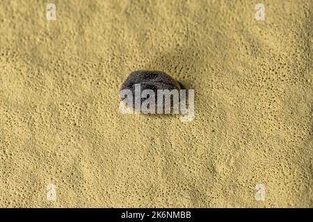 Adult Beetle Insect of the Family Ptinidae with pattern that mimics Azya lady beetle Stock Photo