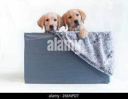 Labrador puppy dog's in container with throw Stock Photo