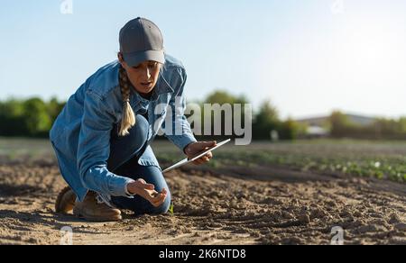 Farmer woman working with tablet on cabbage field. agronomist with tablet studying cabbage harvest growing on dry field.  Agriculture climate change c Stock Photo