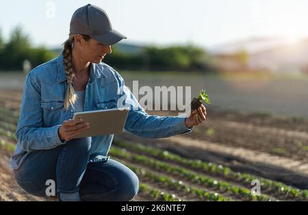 Farmer working with tablet on a fresh cabbage field and holding seedling. agronomist with tablet studying young seedling of cabbage in the field. gard Stock Photo