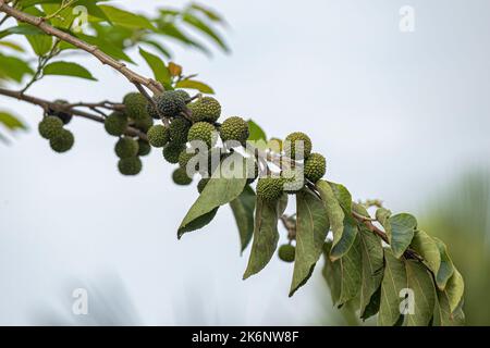 West Indian Elm Plant of the species Guazuma ulmifolia Stock Photo