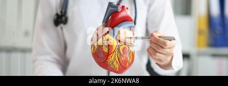 The doctor shows a plastic model to the ventricle heart, a blurry Stock Photo