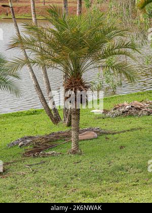 Pygmy Date Palm Tree of the species Phoenix roebelenii Stock Photo