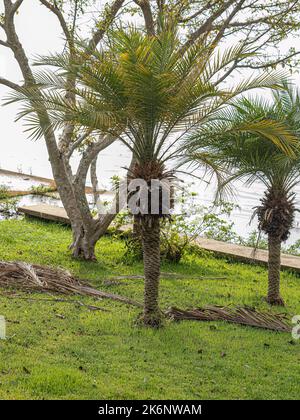 Pygmy Date Palm Tree of the species Phoenix roebelenii Stock Photo